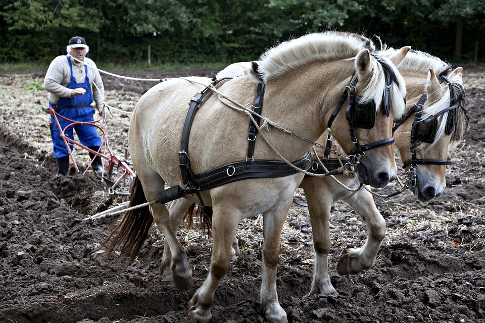 horse-and-plow
